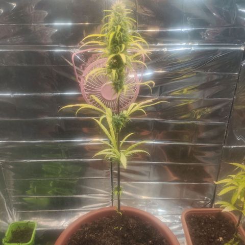 Widmo  growlog timeline photo
