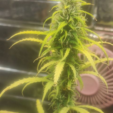 Widmo  growlog timeline photo