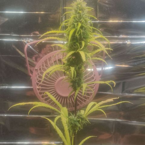 Widmo  growlog timeline photo