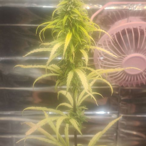Widmo  growlog timeline photo