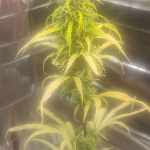 Widmo  growlog timeline photo