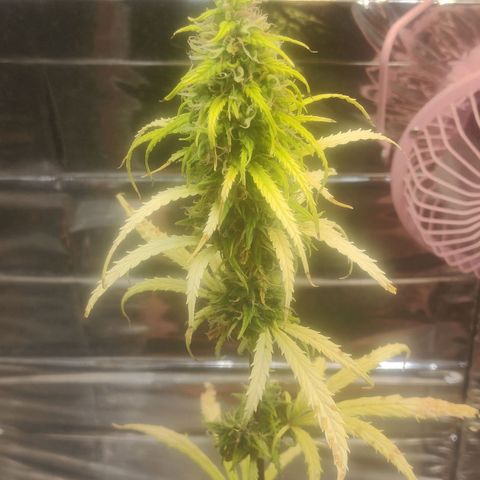 Widmo  growlog timeline photo
