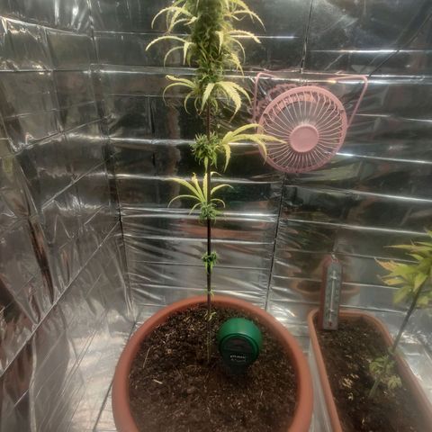 Widmo  growlog timeline photo