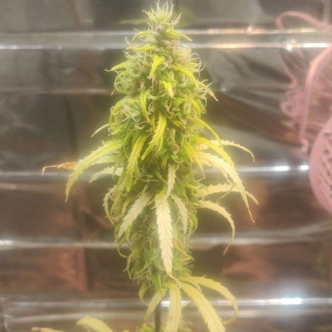 Widmo  growlog timeline photo