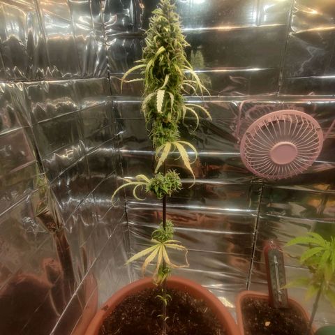 Widmo  growlog timeline photo