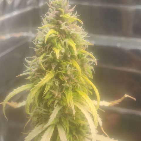 Widmo  growlog timeline photo