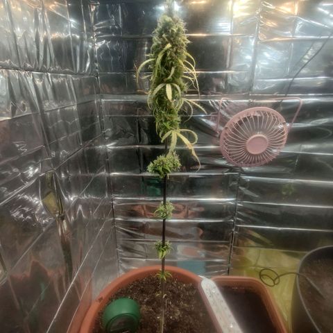 Widmo  growlog timeline photo