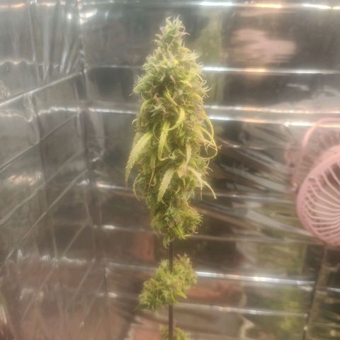 Widmo  growlog timeline photo