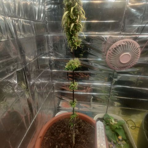 Widmo  growlog timeline photo