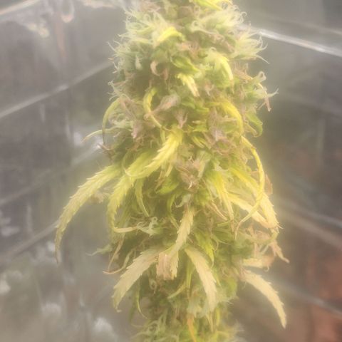 Widmo  growlog timeline photo