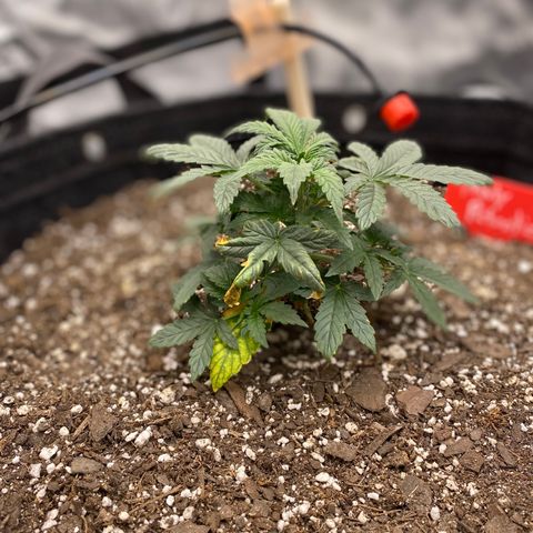 Fruity Petootie 1 growlog timeline photo