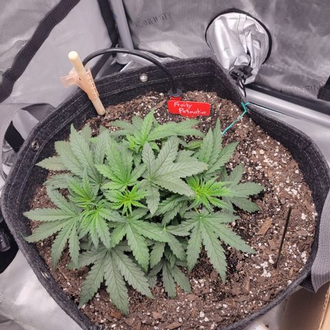Fruity Petootie 1 growlog timeline photo
