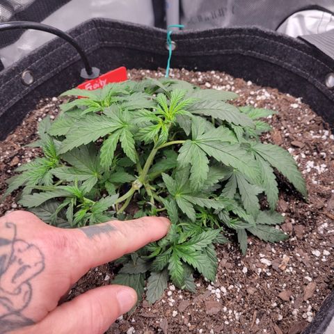 Fruity Petootie 1 growlog timeline photo