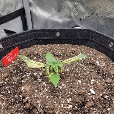 Fruity Petootie 1 growlog timeline photo