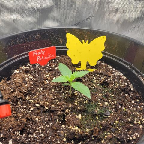Fruity Petootie 1 growlog timeline photo