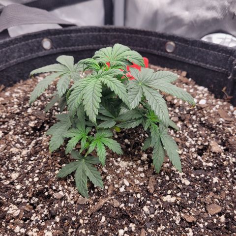 Fruity Petootie 1 growlog timeline photo