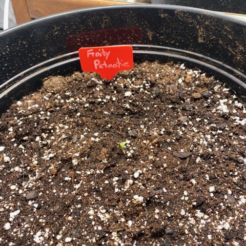 Fruity Petootie 1 growlog timeline photo