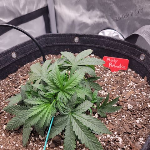 Fruity Petootie 1 growlog timeline photo
