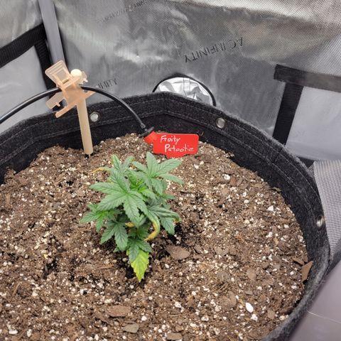 Fruity Petootie 1 growlog timeline photo