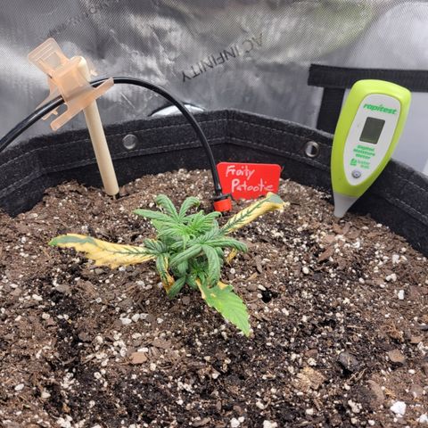 Fruity Petootie 1 growlog timeline photo