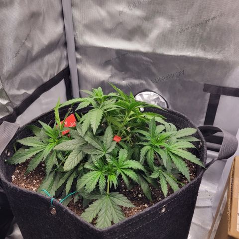 Fruity Petootie 1 growlog timeline photo