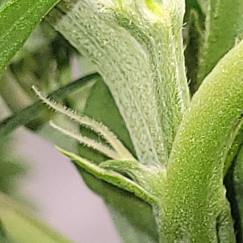 Fruity Petootie 1 growlog timeline photo