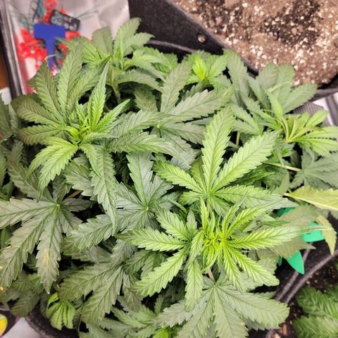 Fruity Petootie 1 growlog timeline photo