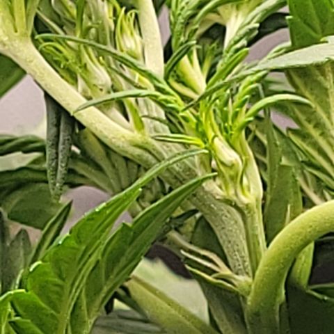 Fruity Petootie 1 growlog timeline photo