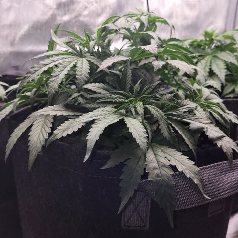 Fruity Petootie 1 growlog timeline photo