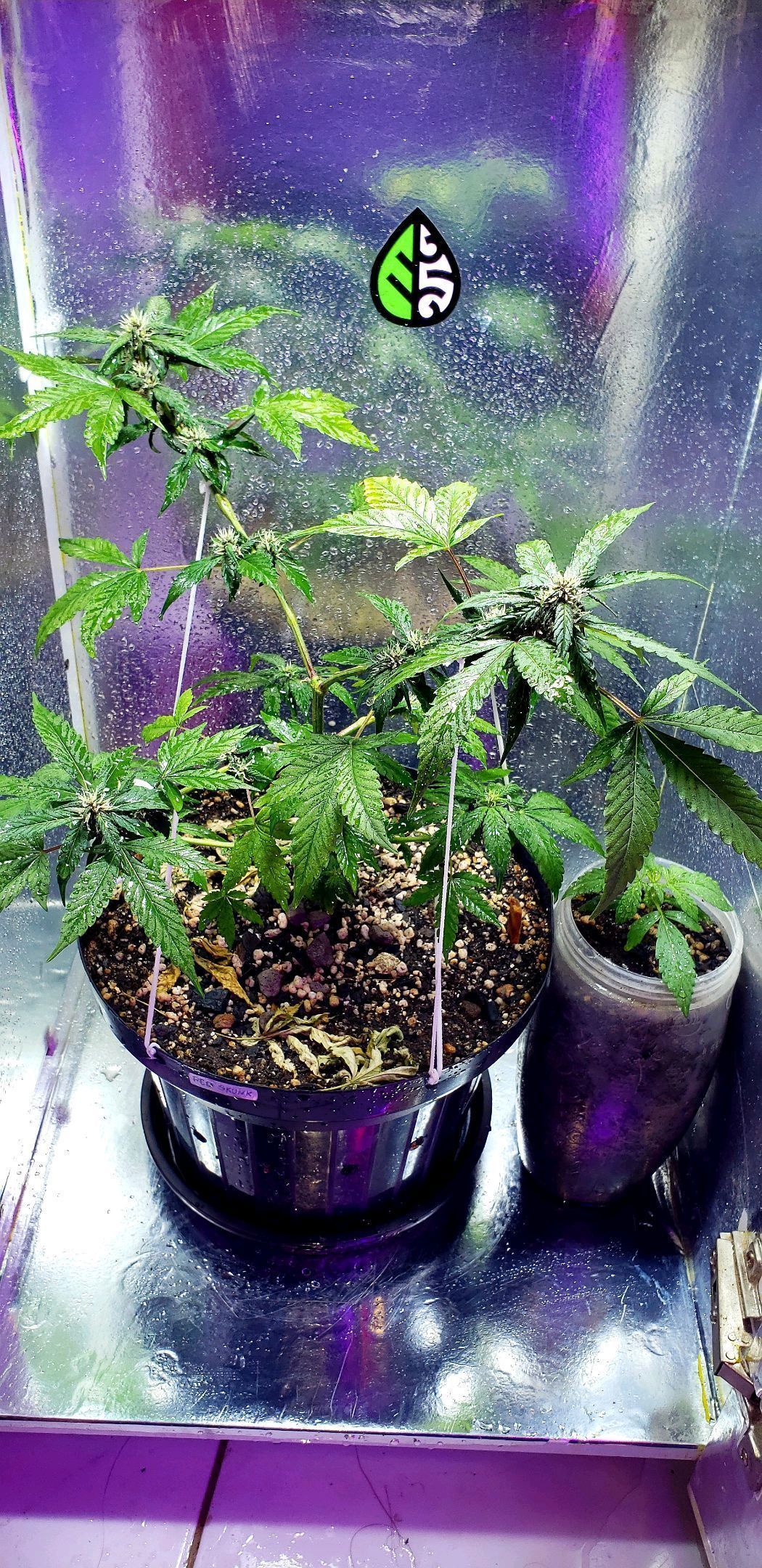 Red Skunk growlog header