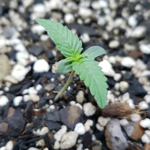 Red Skunk growlog photo