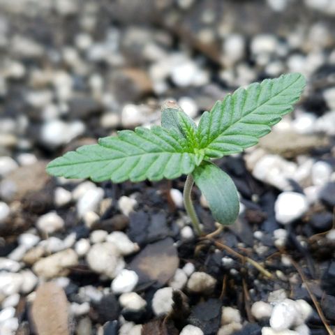 Red Skunk growlog photo