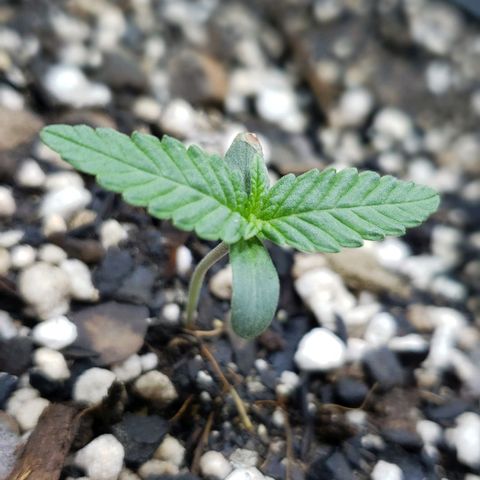 Red Skunk growlog photo