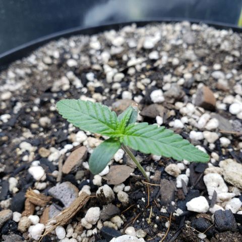 Red Skunk growlog timeline photo