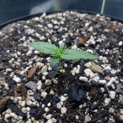 Red Skunk growlog photo