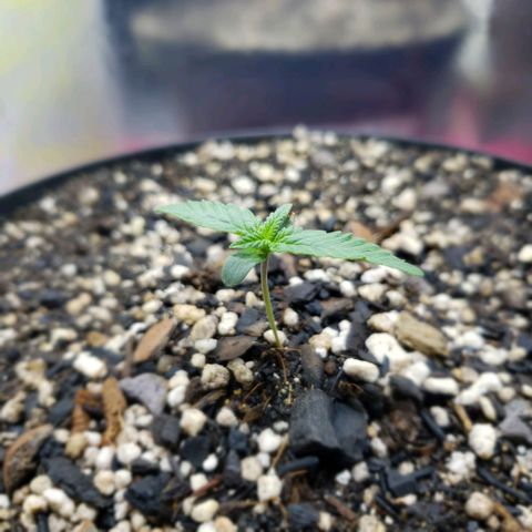 Red Skunk growlog photo