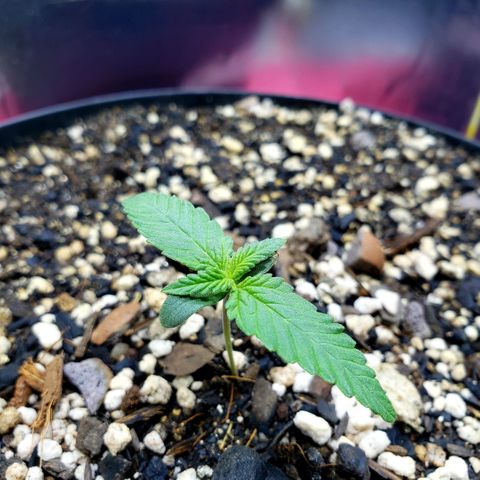 Red Skunk growlog photo: Planta reage bem sem luz por 6h 
18h/6h