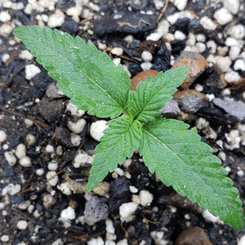 Red Skunk growlog timeline photo