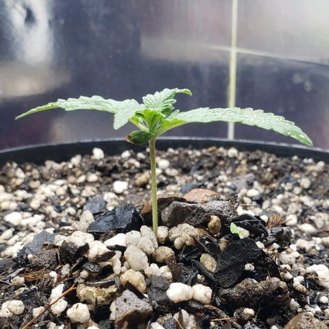 Red Skunk growlog timeline photo