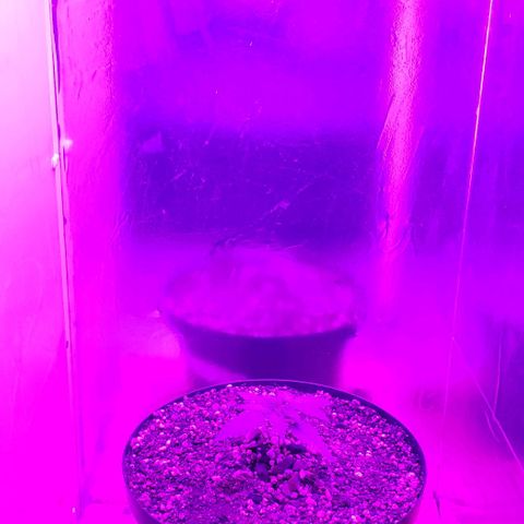 Red Skunk growlog photo: Fazendo teste com a nova iluminação 