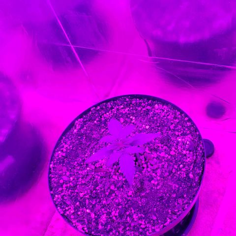 Red Skunk growlog photo: Fazendo teste com a nova iluminação 