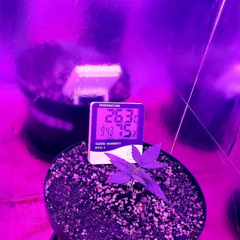 Red Skunk growlog timeline photo