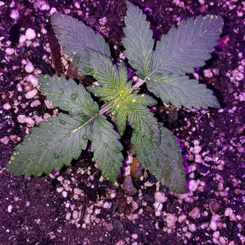 Red Skunk growlog timeline photo