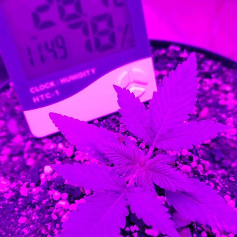 Red Skunk growlog timeline photo