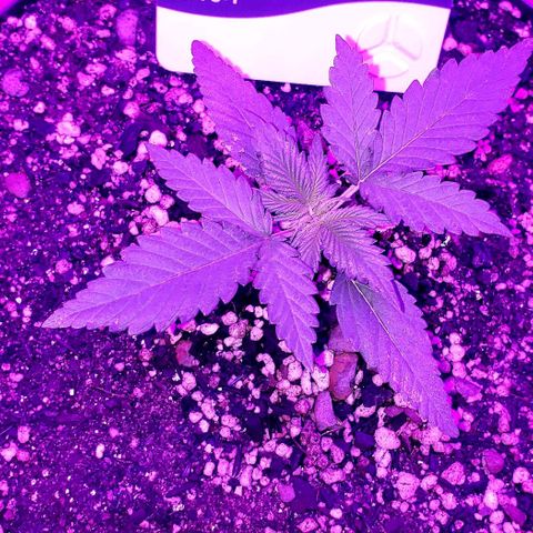 Red Skunk growlog timeline photo