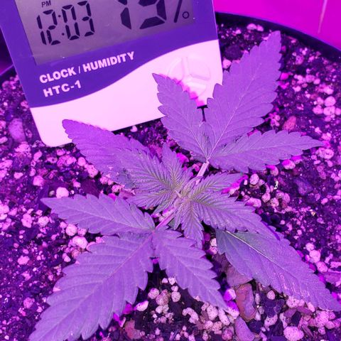 Red Skunk growlog timeline photo