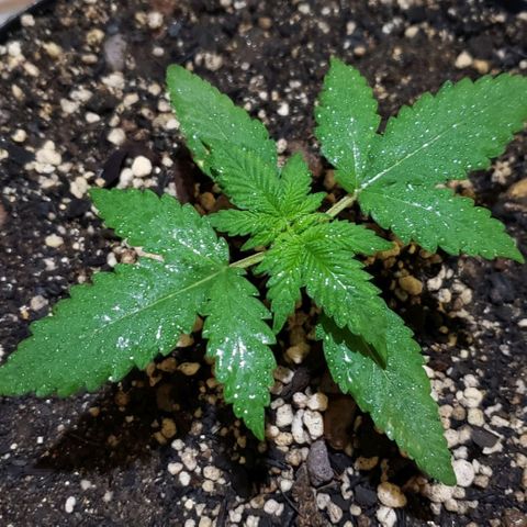 Red Skunk growlog photo: Aplicação do óleo de neem