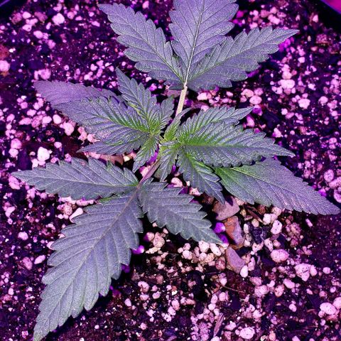 Red Skunk growlog timeline photo