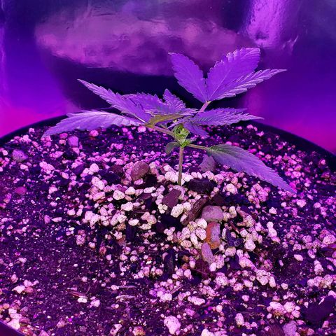 Red Skunk growlog timeline photo