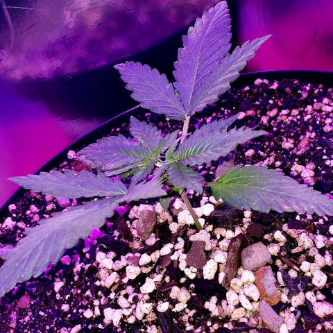 Red Skunk growlog timeline photo